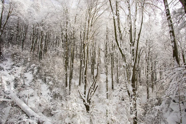 Winter landscape and snowfall in La Grevolosa forest, Osona, Barcelona, northern Spain.