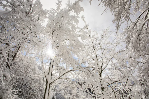 Winter Landscape Snowfall Grevolosa Forest Osona Barcelona Northern Spain — 스톡 사진