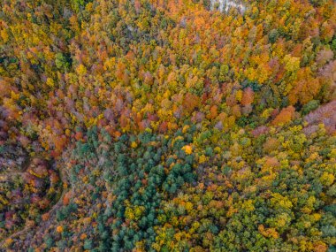 Puigsacalm Tepesi 'nde sonbahar manzarası, La Garrotxa, İspanya.