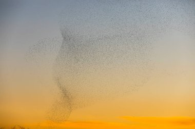 Kuzey İspanya 'daki Aiguamolls De L Emporda Doğa Parkı' nda sığırcıkların mırıldanması.