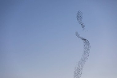 Kuzey İspanya 'daki Aiguamolls De L Emporda Doğa Parkı' nda sığırcıkların mırıldanması.