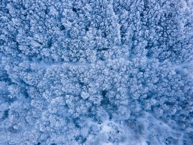 Kar yağışının manzarası Bracons, La Garrotxa, Girona, Kuzey İspanya.