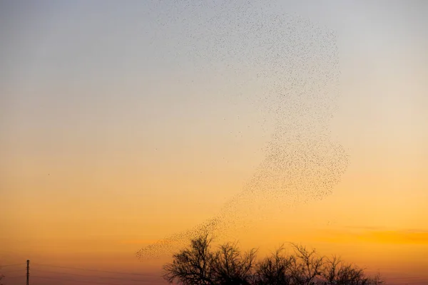 Mumlání Starlingů Přírodním Parku Aiguamolls Emporda Severní Španělsko — Stock fotografie