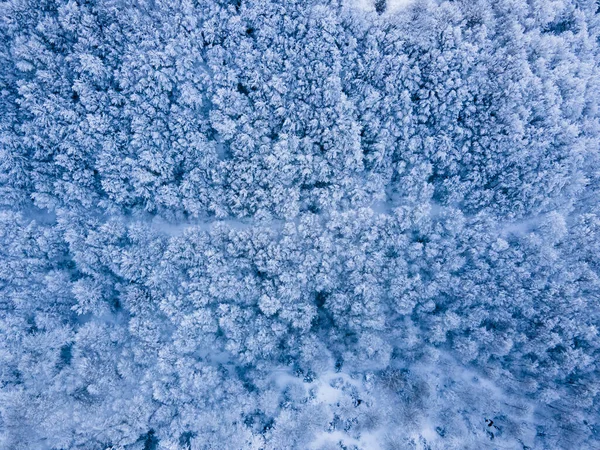 Сцена Снігопадів Браконах Гарротсі Гіроні Північній Іспанії — стокове фото