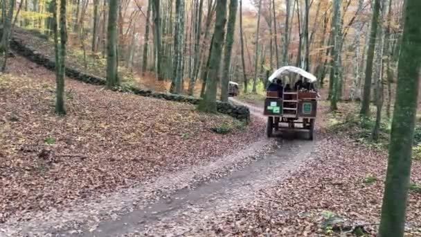 Herbstliche Szene Mit Pferdekutschen Fageda Jorda Garrotxa Spanien Uhd — Stockvideo