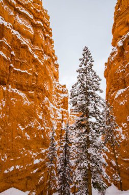 Kış manzarası Bryce Canyon Ulusal Parkı, Amerika Birleşik Devletleri