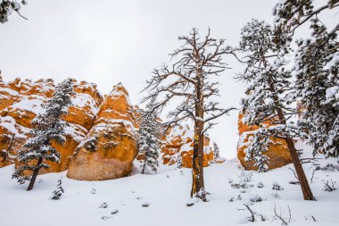 Kış manzarası Bryce Canyon Ulusal Parkı, Amerika Birleşik Devletleri