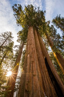 Sequoia Ulusal Parkı 'nda kış ormanı, Amerika Birleşik Devletleri