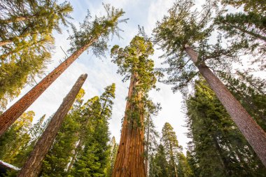 Sequoia Ulusal Parkı 'nda kış ormanı, Amerika Birleşik Devletleri