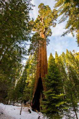 Sequoia Ulusal Parkı 'nda kış ormanı, Amerika Birleşik Devletleri