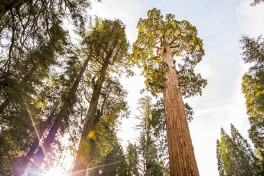 Sequoia Ulusal Parkı 'nda kış ormanı, Amerika Birleşik Devletleri