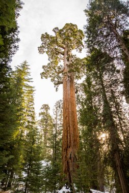 Sequoia Ulusal Parkı 'nda kış ormanı, Amerika Birleşik Devletleri