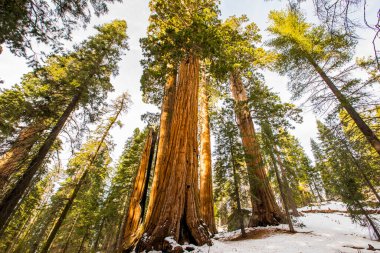 Sequoia Ulusal Parkı 'nda kış ormanı, Amerika Birleşik Devletleri