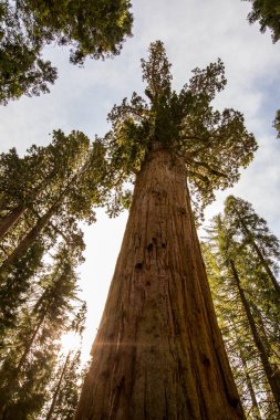 Sequoia Ulusal Parkı 'nda kış ormanı, Amerika Birleşik Devletleri