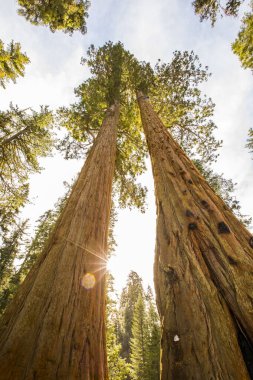 Sequoia Ulusal Parkı 'nda kış ormanı, Amerika Birleşik Devletleri
