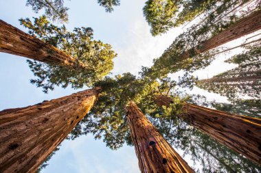 Sequoia Ulusal Parkı 'nda kış ormanı, Amerika Birleşik Devletleri