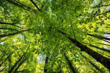Spring sunrise in La Fageda D En Jorda Forest, La Garrotxa, Spain.
