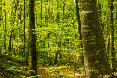 Spring sunrise in La Fageda D En Jorda Forest, La Garrotxa, Spain.