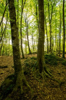 Spring sunrise in La Fageda D En Jorda Forest, La Garrotxa, Spain.