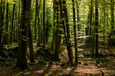 Spring sunrise in La Fageda D En Jorda Forest, La Garrotxa, Spain.