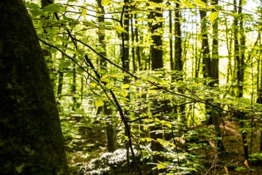 Spring sunrise in La Fageda D En Jorda Forest, La Garrotxa, Spain.