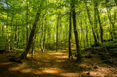 Spring sunrise in La Fageda D En Jorda Forest, La Garrotxa, Spain.