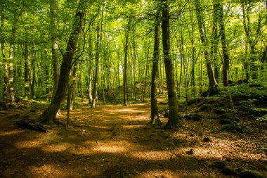 Spring sunrise in La Fageda D En Jorda Forest, La Garrotxa, Spain.