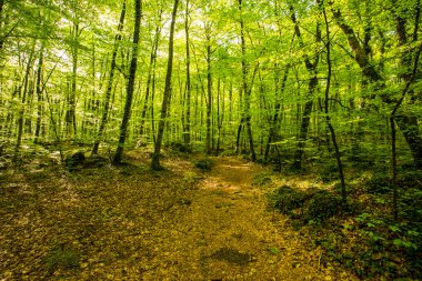 Spring sunrise in La Fageda D En Jorda Forest, La Garrotxa, Spain.