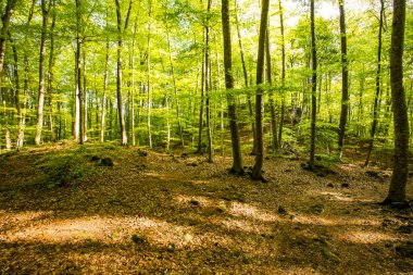Spring sunrise in La Fageda D En Jorda Forest, La Garrotxa, Spain.