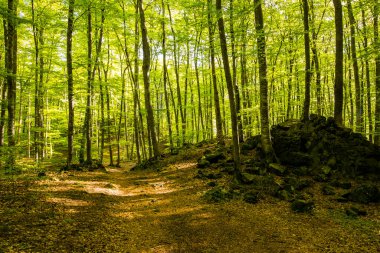 Spring sunrise in La Fageda D En Jorda Forest, La Garrotxa, Spain.