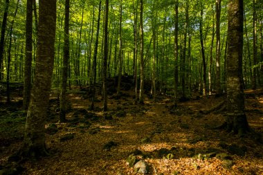 Spring sunrise in La Fageda D En Jorda Forest, La Garrotxa, Spain.
