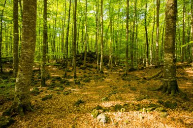 Spring sunrise in La Fageda D En Jorda Forest, La Garrotxa, Spain.