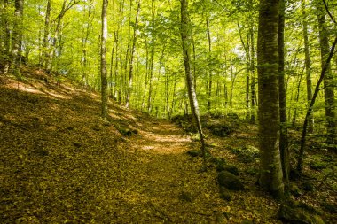Spring sunrise in La Fageda D En Jorda Forest, La Garrotxa, Spain.