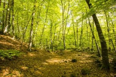 Spring sunrise in La Fageda D En Jorda Forest, La Garrotxa, Spain.