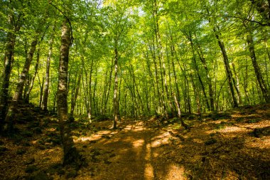 Spring sunrise in La Fageda D En Jorda Forest, La Garrotxa, Spain.