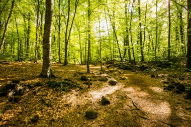 Spring sunrise in La Fageda D En Jorda Forest, La Garrotxa, Spain.