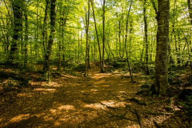 Spring sunrise in La Fageda D En Jorda Forest, La Garrotxa, Spain.