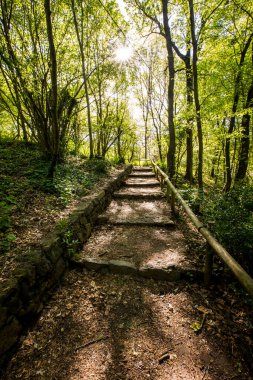 Spring sunrise in La Fageda D En Jorda Forest, La Garrotxa, Spain.