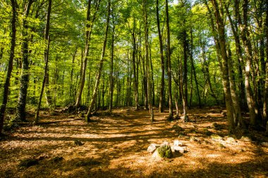 Spring sunrise in La Fageda D En Jorda Forest, La Garrotxa, Spain.