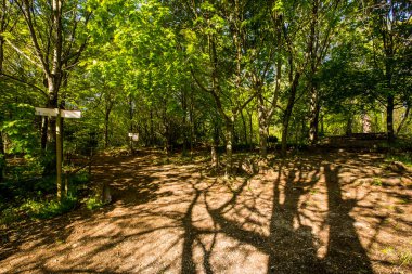Spring sunrise in La Fageda D En Jorda Forest, La Garrotxa, Spain.