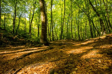 Spring sunrise in La Fageda D En Jorda Forest, La Garrotxa, Spain.