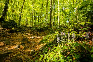Spring sunrise in La Fageda D En Jorda Forest, La Garrotxa, Spain.