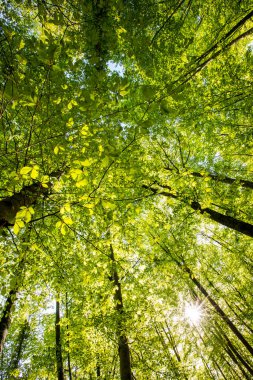 Spring sunrise in La Fageda D En Jorda Forest, La Garrotxa, Spain.