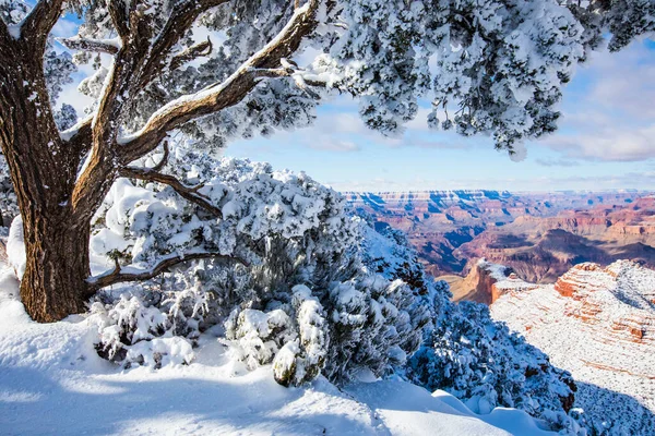 stock image Winter landscape in Grand Canyon National Park, United States Of America