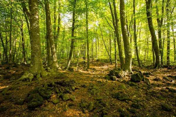 stock image Spring sunrise in La Fageda D En Jorda Forest, La Garrotxa, Spain.