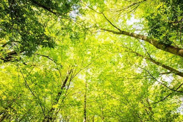 stock image Spring sunrise in La Fageda D En Jorda Forest, La Garrotxa, Spain.