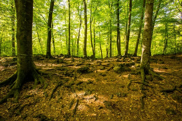 stock image Spring sunrise in La Fageda D En Jorda Forest, La Garrotxa, Spain.