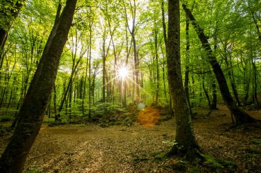 Spring sunrise in La Fageda D En Jorda Forest, La Garrotxa, Spain.