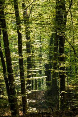 Spring sunrise in La Fageda D En Jorda Forest, La Garrotxa, Spain.