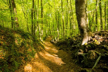 Spring sunrise in La Fageda D En Jorda Forest, La Garrotxa, Spain.